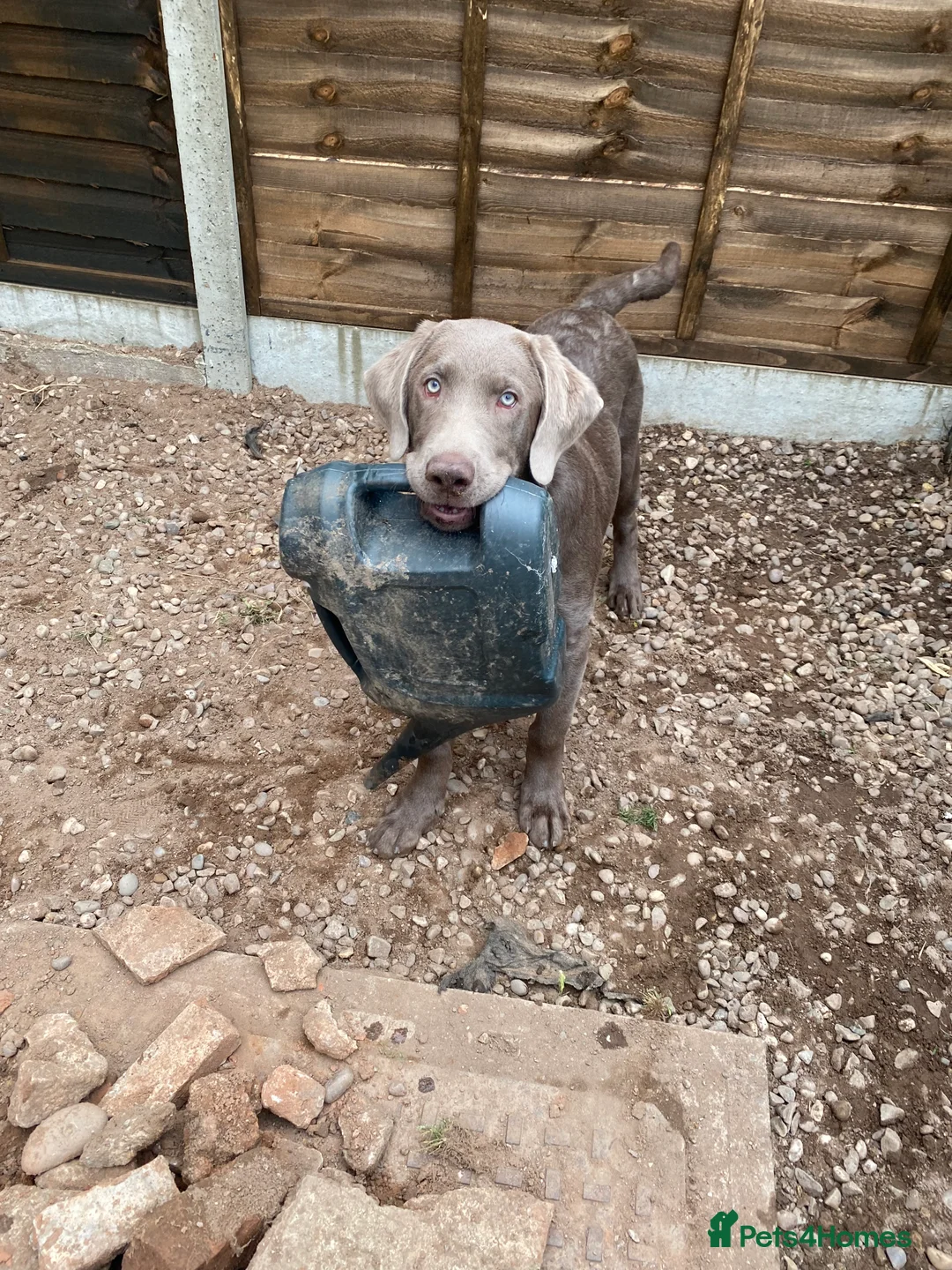 Labrador Retriever dogs for stud: Field Line Labrador Stud - Advert 10