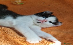 Mixed Breed cats for sale: 4 peculiar kittens with elf ears ❤️ - Image 11