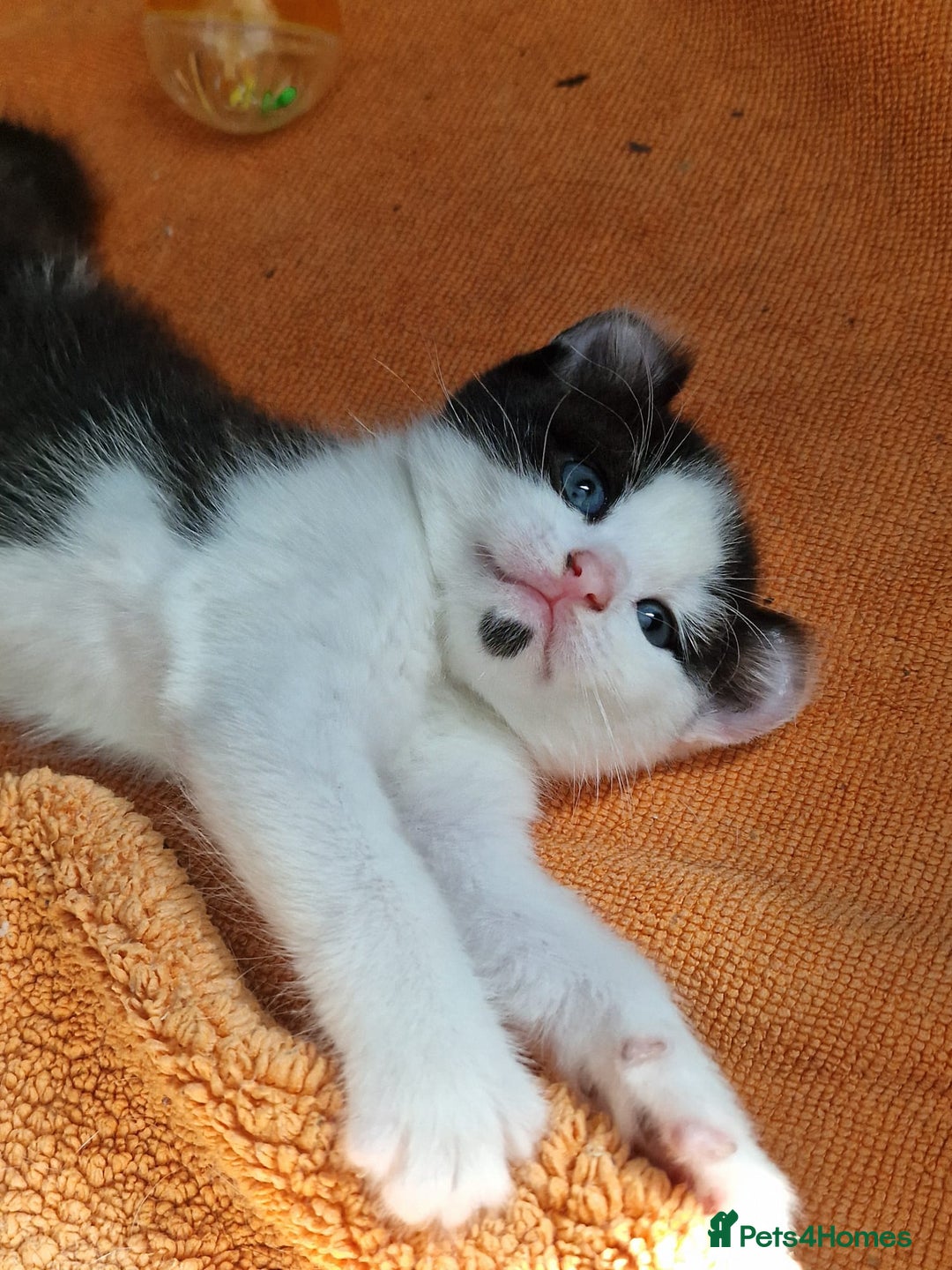 Mixed Breed cats for sale: 4 peculiar kittens with elf ears ❤️ - Image 11