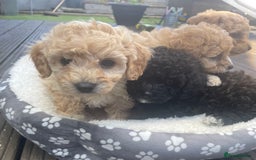Poochon dogs for sale: Gorgeous Puppy Poochons for sale  - Image 8