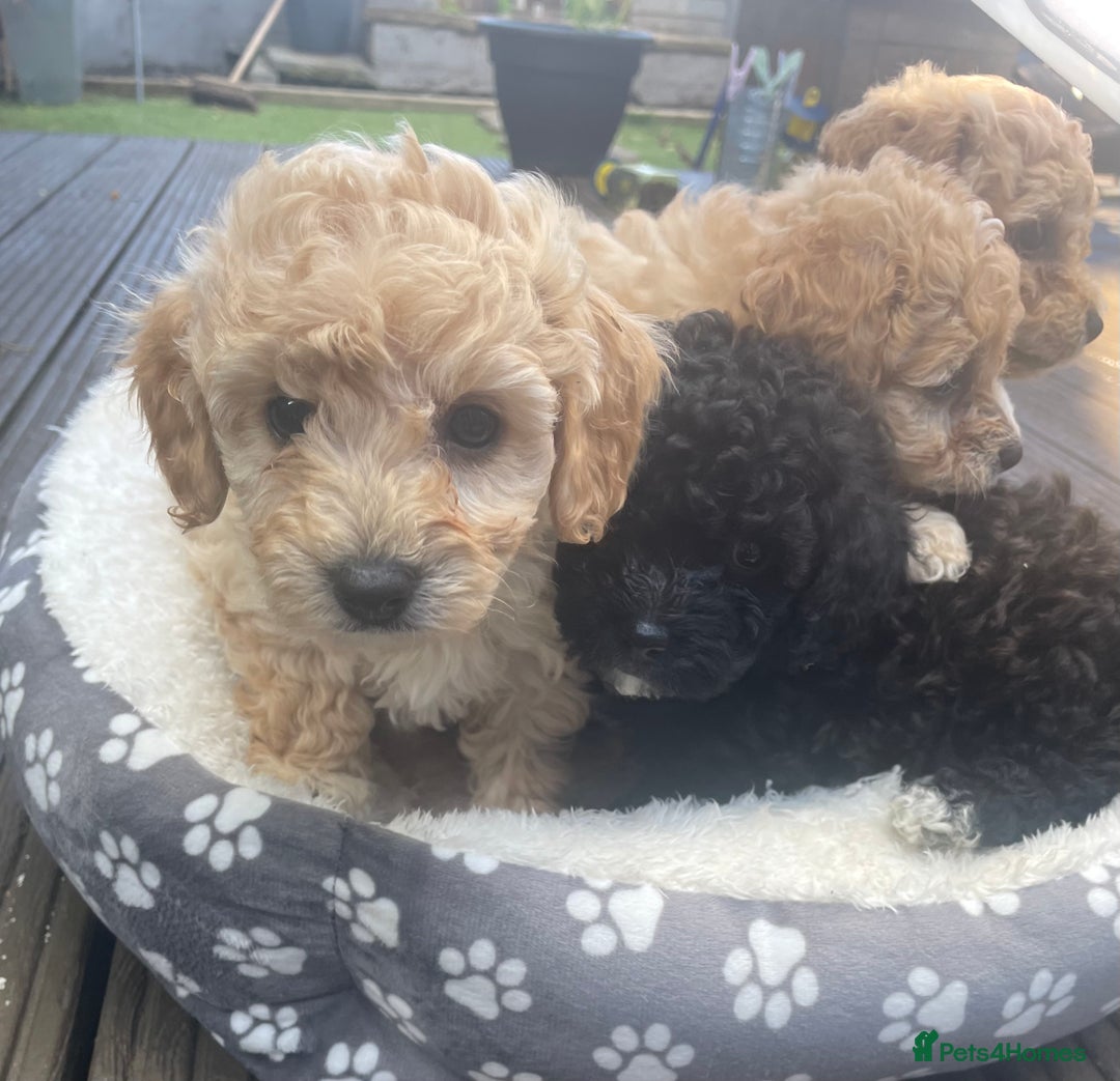 Poochon dogs for sale: Gorgeous Puppy Poochons for sale  - Image 8