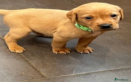 Labrador Retriever dogs for sale: Kennel Club Fox Red Labrador Puppies Health Tested - Advert 13
