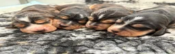 Cocker Spaniel dogs for sale: ✨health tested KC registered show type babies✨ - Advert 24