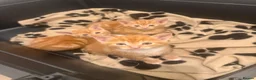 Domestic Shorthair cats for sale: Stunning ginger kittens  in Kinross - Advert 4