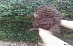 Toy Poodle dogs for sale:  🐩 Tiny Chocolate Toy Poodle – Ready in 2 Weeks! - Image 14