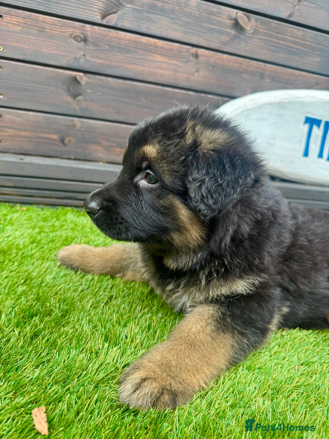 German Shepherd dogs for sale: Long haired German Shepherd puppies - Image 6
