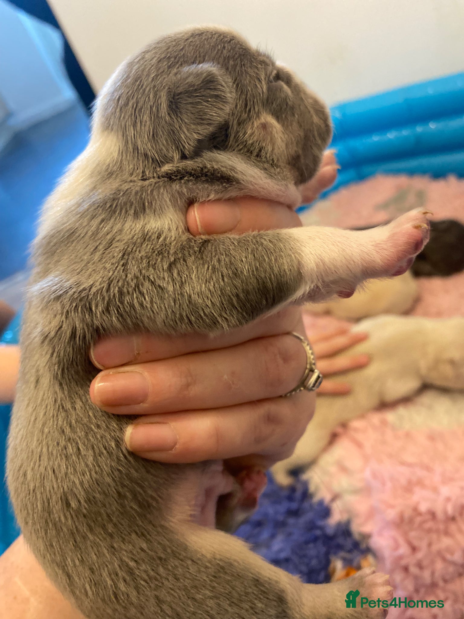 French Bulldog dogs for sale: Beautiful Mixed colours Fluffy Frenchie Pups - Advert 4