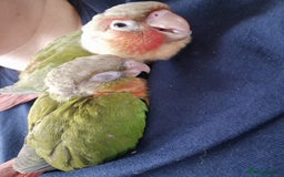 Conures birds for sale: Beautiful fully hand reared conure baby's  - Advert 20