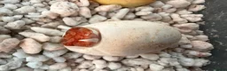 Bearded Dragon reptiles for sale: Red Monster baby bearded dragons ready to go!  - Advert 15