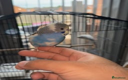 Budgerigars birds for sale: Three budgies to rehome! - Image 3
