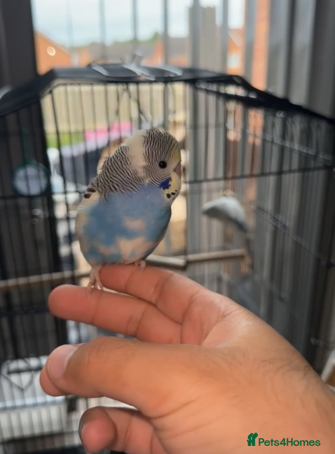 Budgerigars birds for sale: Three budgies to rehome! - Image 3