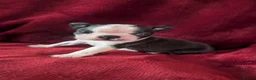 Boston Terrier dogs for sale: Boston Terriers for sale  - Advert 14
