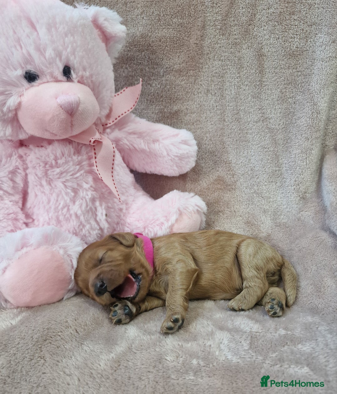 Cavapoo dogs for sale: Beautiful F1 Cavapoo puppies - Image 6