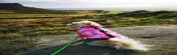 Mixed Breed dogs for sale: Two female adult dogs HAVE TO GO TOGETHER - Advert 5