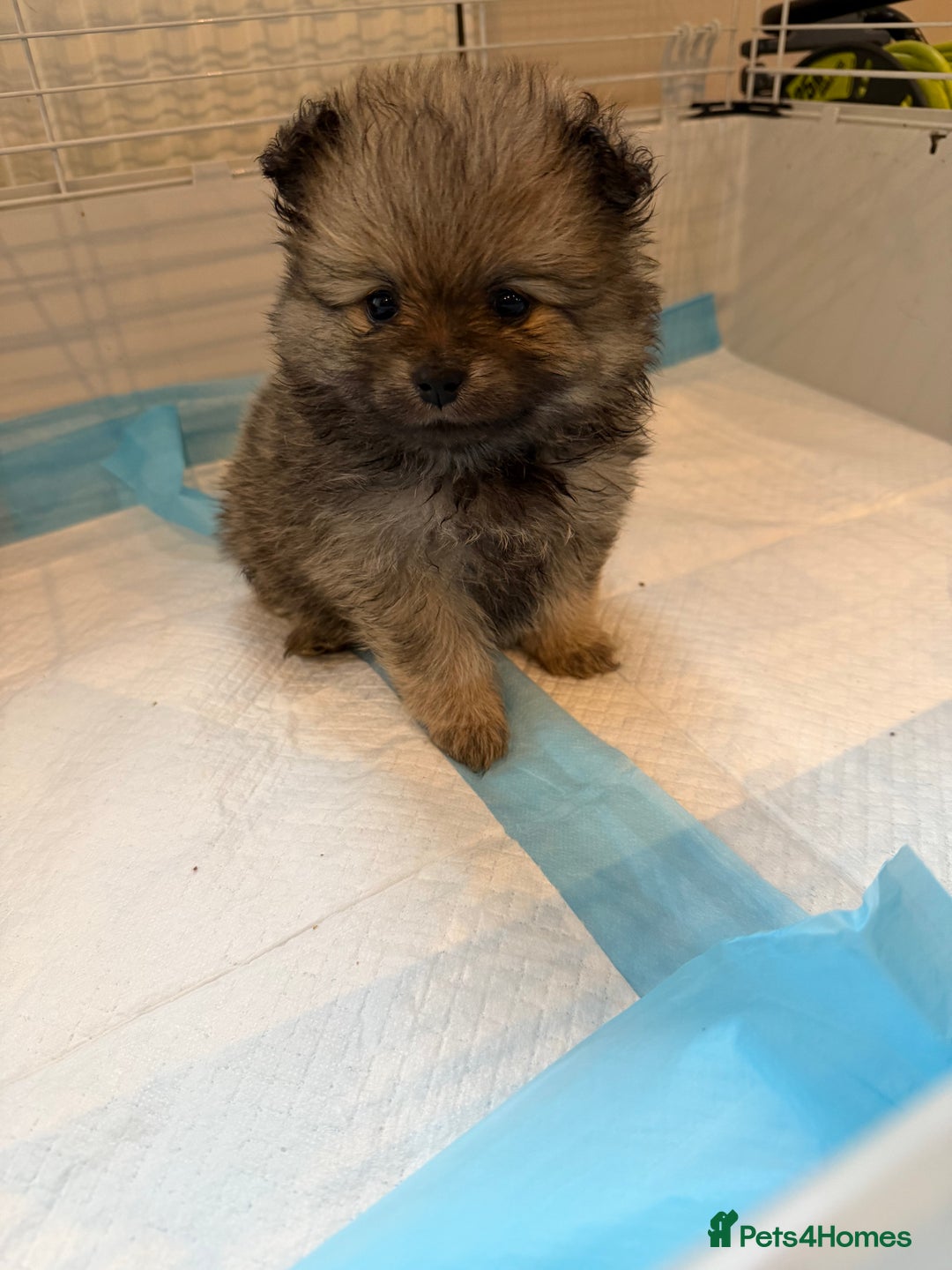 Pomeranian dogs for sale: Pomeranian puppy’s  - Advert 19