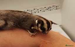 Sugar Glider rodents for sale: Sugar Glider, Male, 12 weeks. - Image 6
