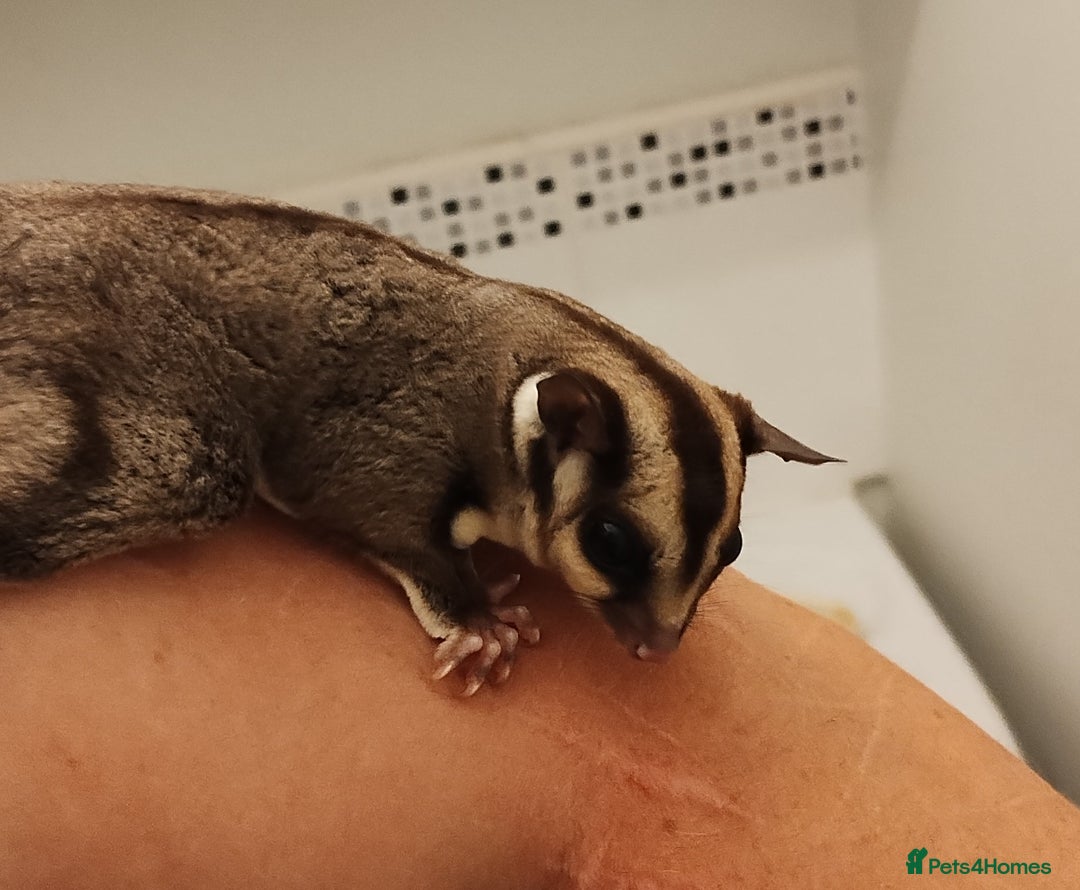 Sugar Glider rodents for sale: Sugar Glider, Male, 12 weeks. - Image 6