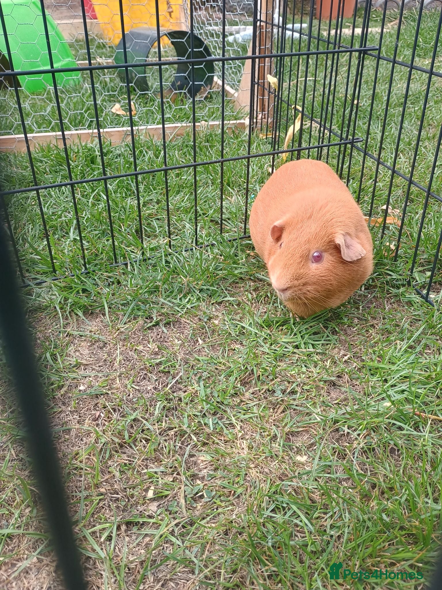 Guinea Pig rodents Boy guinea pig - Advert 1