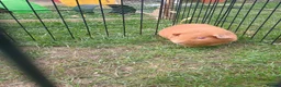 Guinea Pig rodents for sale: Boy guinea pig - Advert 1
