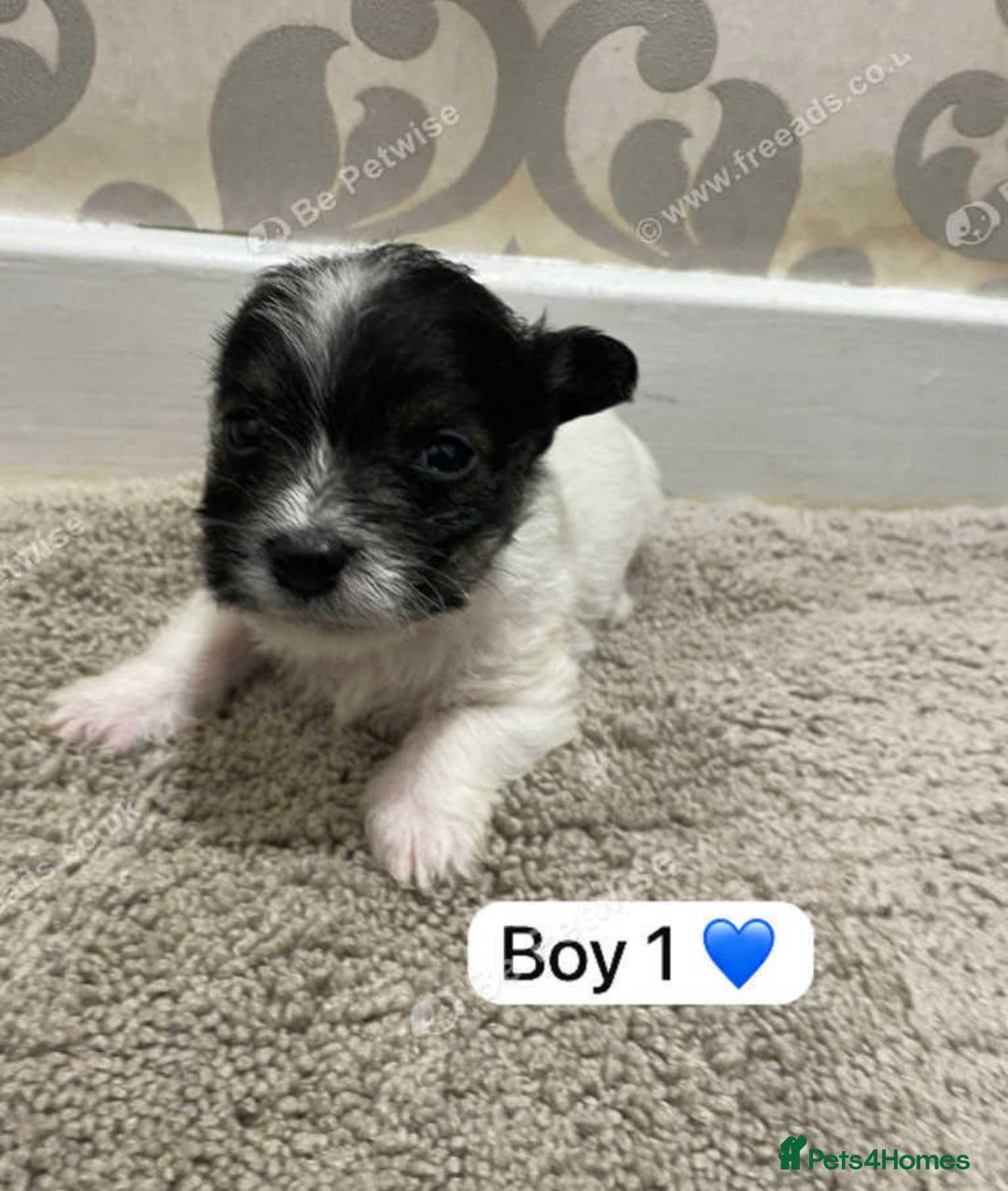 Mixed Breed dogs for sale: Beautiful little boys looking for forever homes - Advert 2