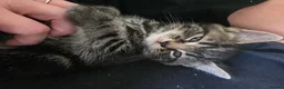 Mixed Breed cats for sale: 3 beautiful babies looking for forever homes - Advert 31