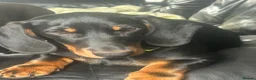 Dachshund dogs for sale: Looking for homes still available  - Advert 10
