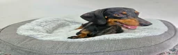 Dachshund dogs for sale: Beautiful Standard Dachshund Puppies  - Advert 31