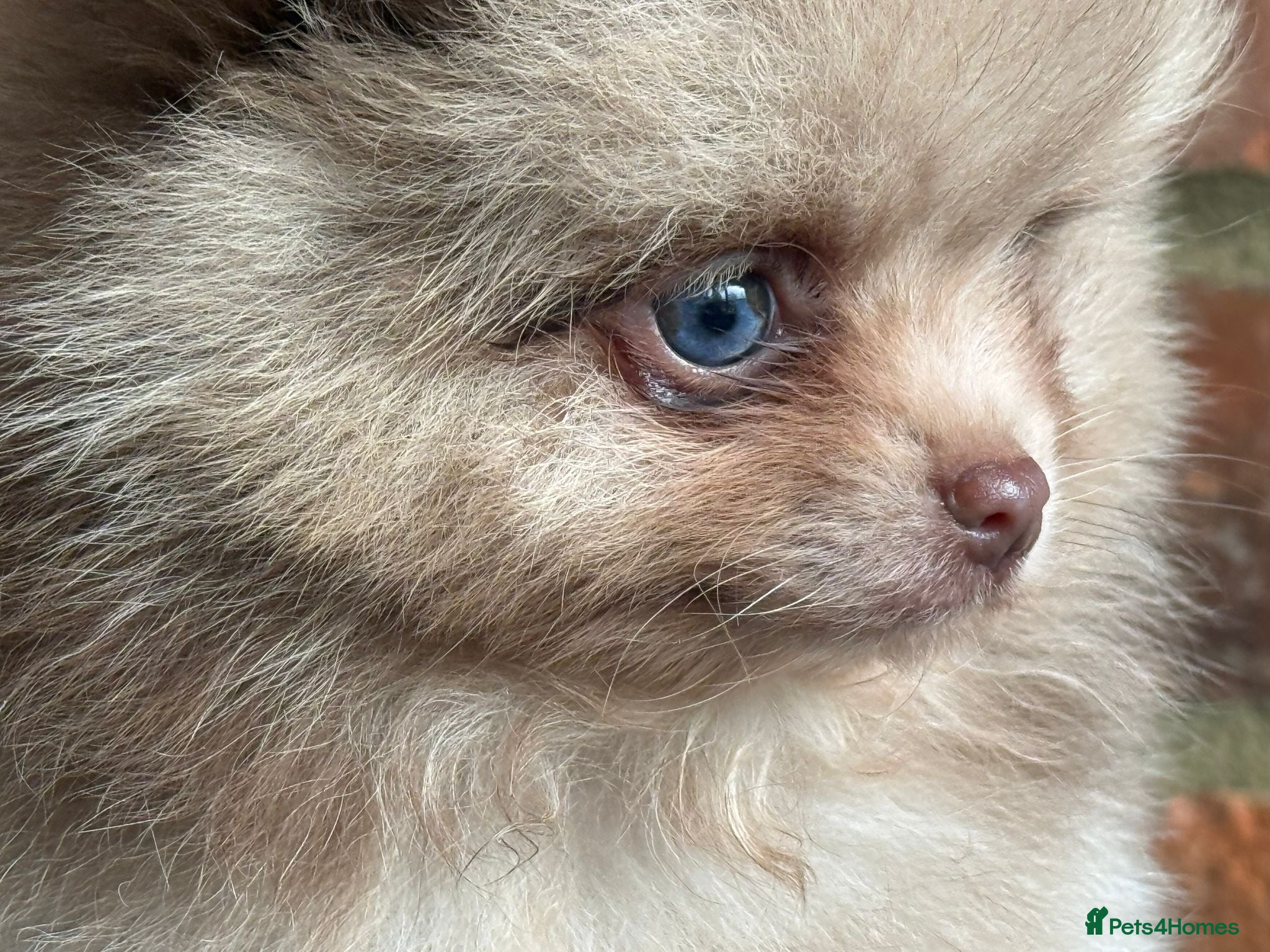 Pomeranian dogs 🧸 Incredible Teddy Bear Thai Line Pom puppies 🧸 - Advert 2