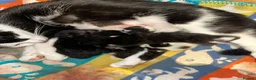 Mixed Breed cats for sale: Non pedigree kittens - Advert 2