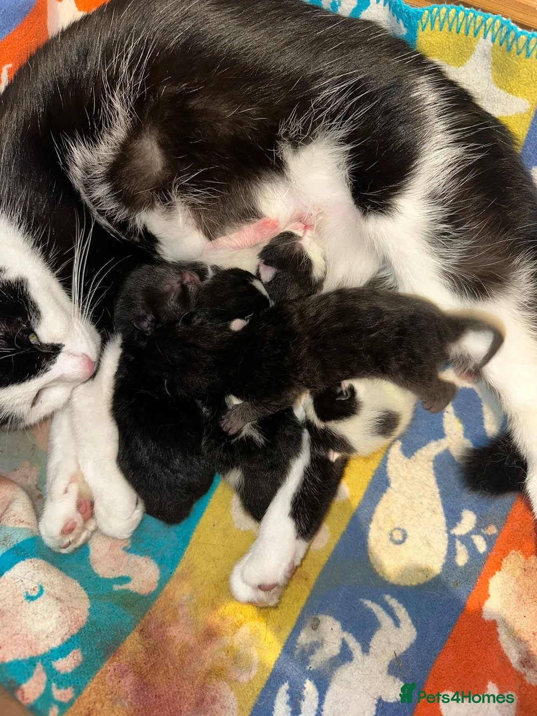 Mixed Breed cats for sale: Non pedigree kittens - Advert 2