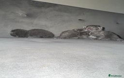 Russian Blue cats for sale: 3 Russian/tabby mix  - Image 6