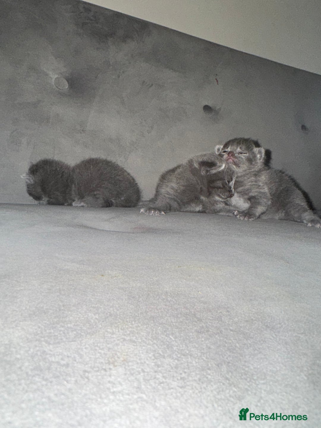 Russian Blue cats for sale: 3 Russian/tabby mix  - Image 6