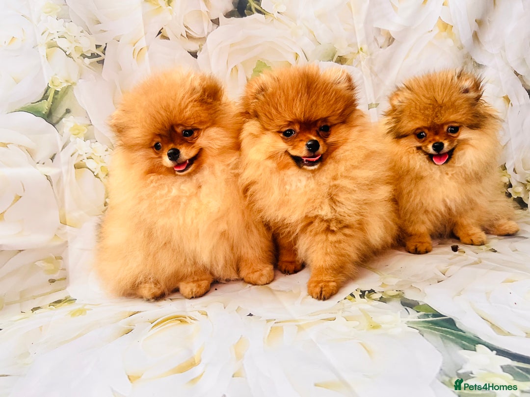 Pomeranian dogs for sale: 💗Last girl left! Royal Orange Pomeranian Pedigree - Image 10