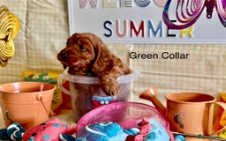 Cockapoo dogs for sale: F1 Toy Cockapoo’s in richest red ❤️ - Image 14