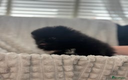 Pomeranian dogs for sale: Pedigree miniature pomeranians - Image 18