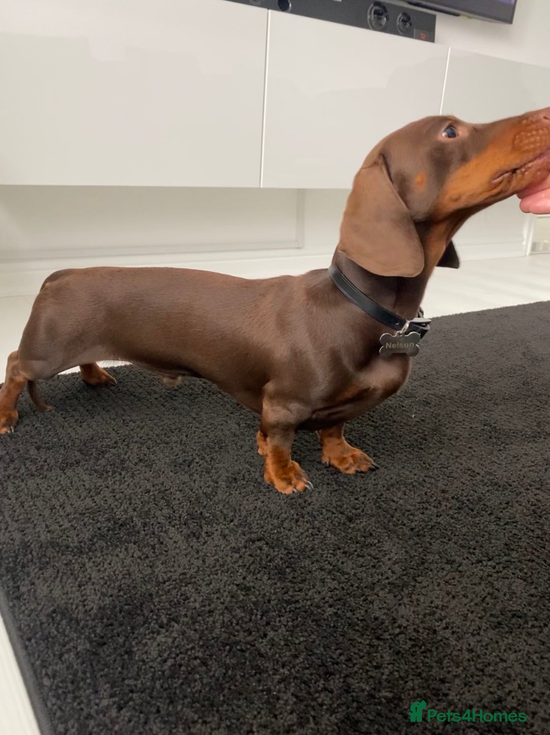 Miniature Dachshund dogs for stud: Proven Stud Chocolate & Tan Miniature Dachshund in Durham - Advert 6