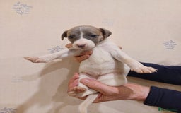 Whippet dogs for sale: Beautiful KC Reg Whippet Puppies - Advert 25