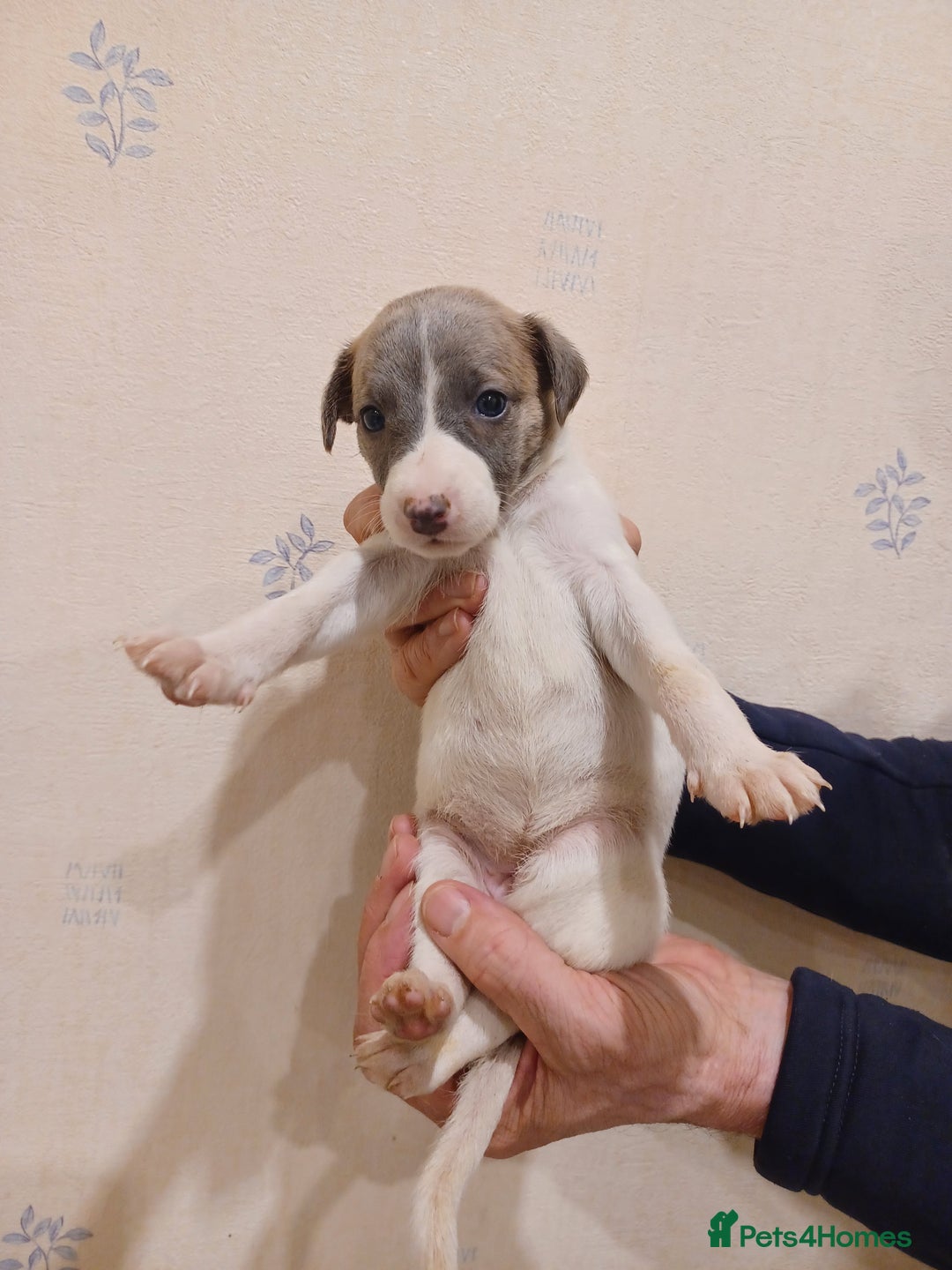Whippet dogs for sale: Beautiful KC Reg Whippet Puppies - Advert 25