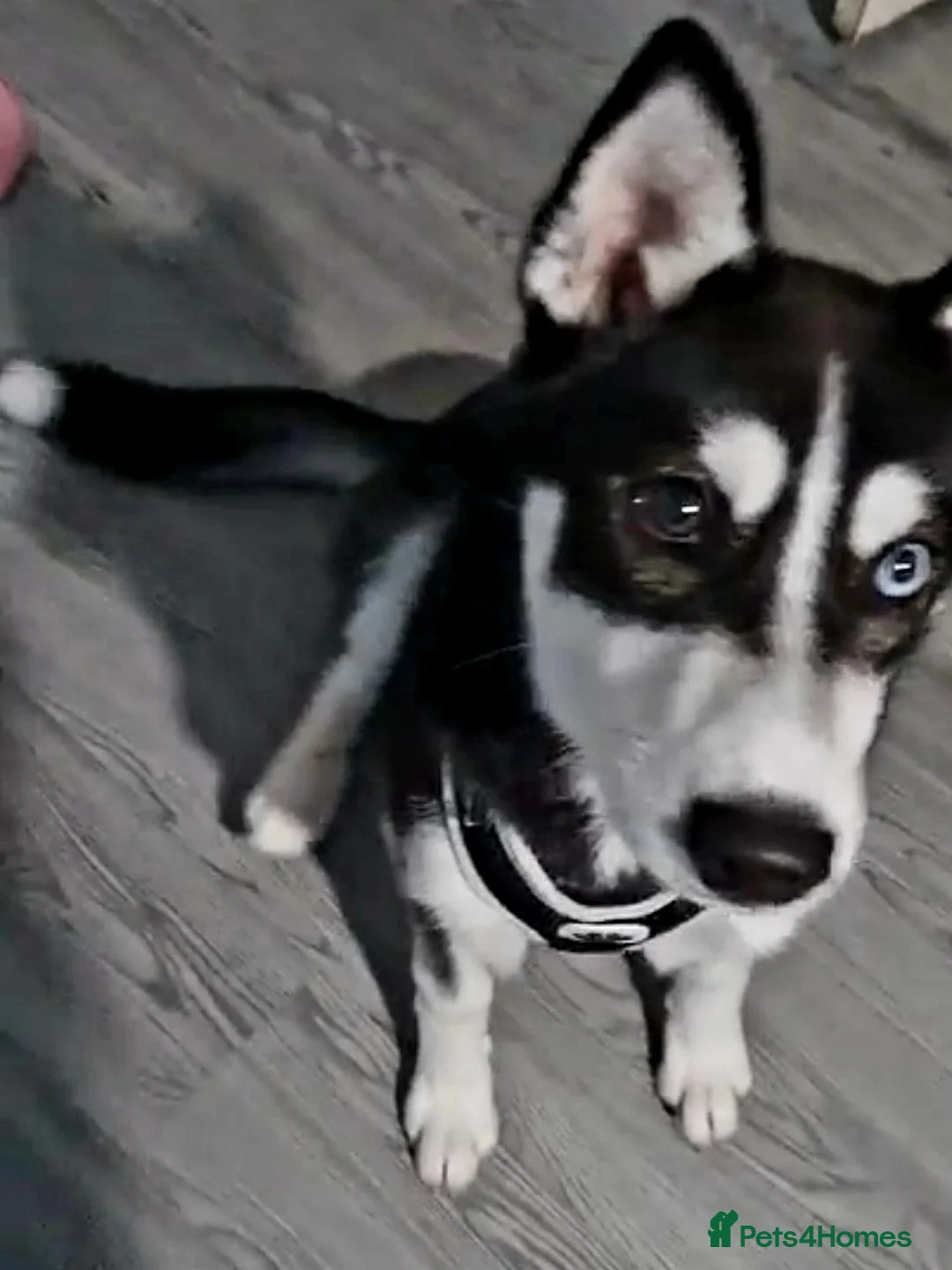 Siberian Husky dogs for sale: Female Siberian Husky - 8 Months Old - Advert 6