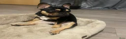 French Bulldog dogs for sale: Girl French bulldog  in Irvine - Advert 8
