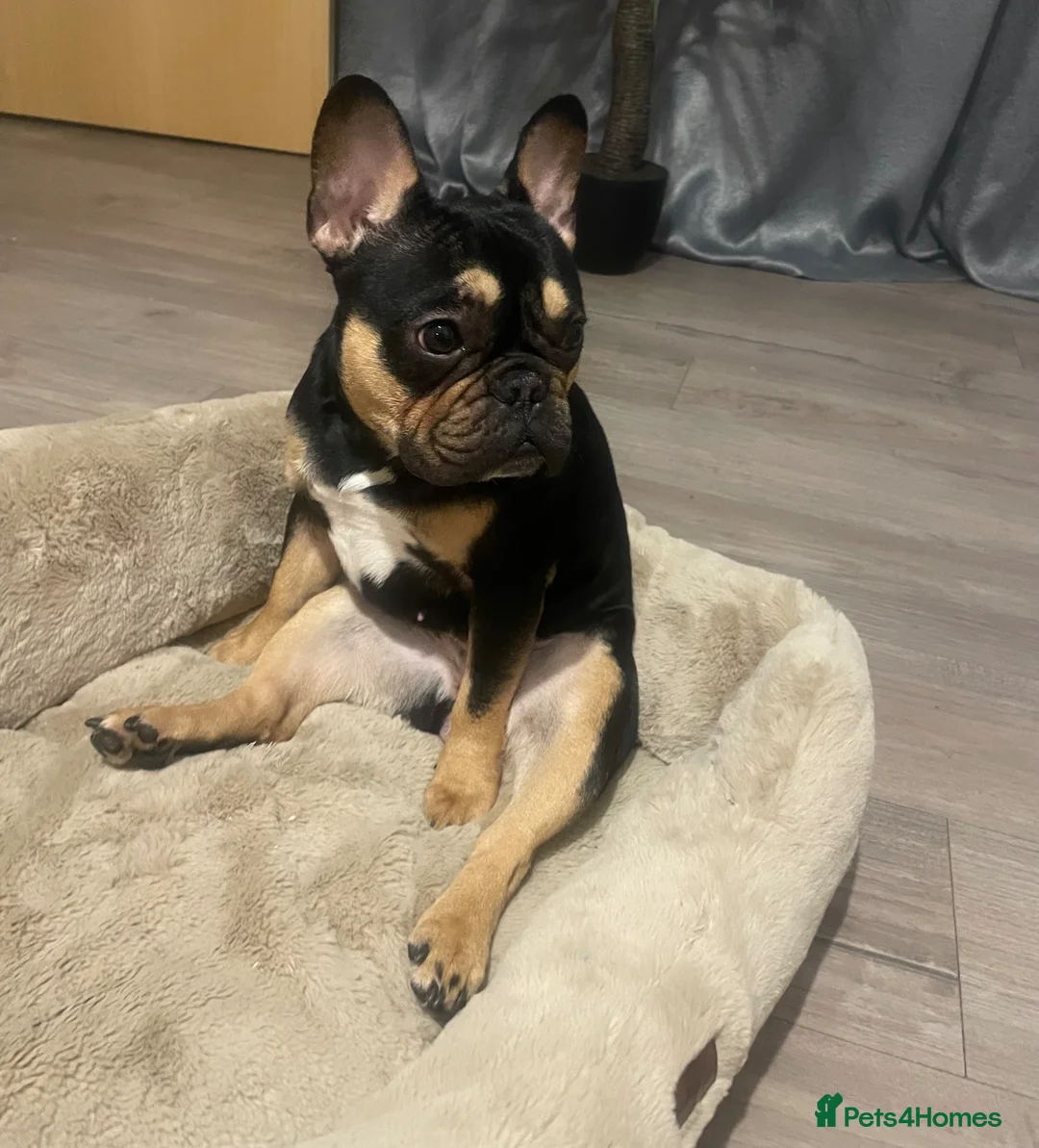 French Bulldog dogs for sale: Girl French bulldog  in Irvine - Advert 8