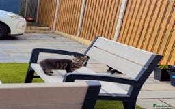 Mixed Breed cats for sale: 2x Female mixed breed kittens for sale  - Image 10