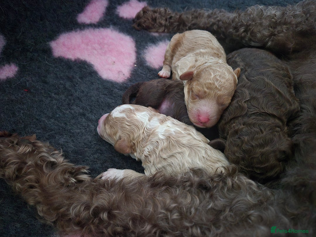 Labradoodle dogs for sale: Stunning F3 miniature labradoodles!  - Advert 30