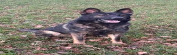 German Shepherd dogs for sale: Stunning health tested german shepherds  - Advert 5