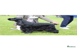 Cocker Spaniel dogs for sale: Waiting list for show litter due 27th sept - Image 3