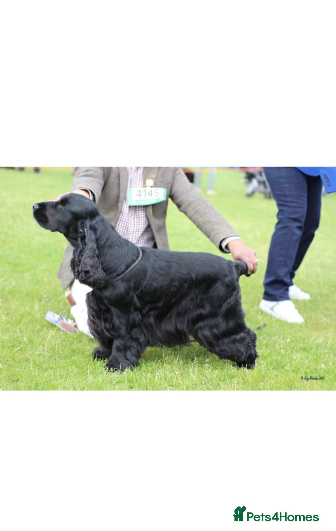 Cocker Spaniel dogs for sale: Waiting list for show litter due 27th sept - Image 3