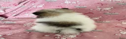 Pomeranian dogs for sale: KC reg Beautiful Teddy bear Pomeranian girls - Advert 4