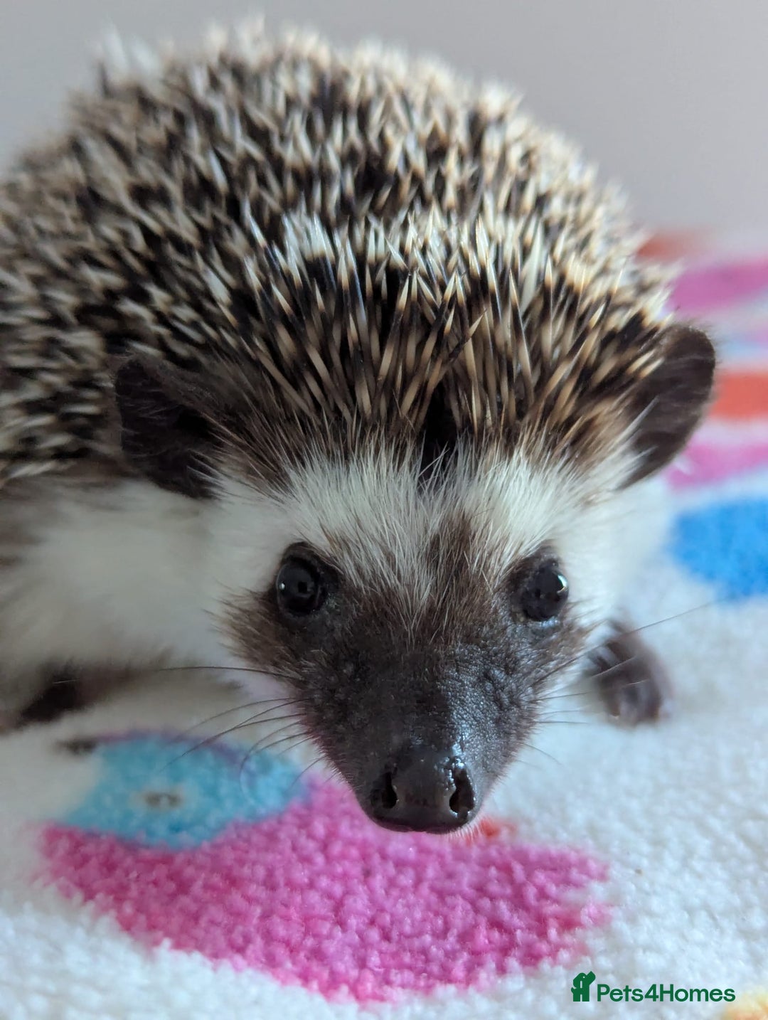 Pygmy Hedgehog rodents for sale: Pygmy hedgehog  - Image 2