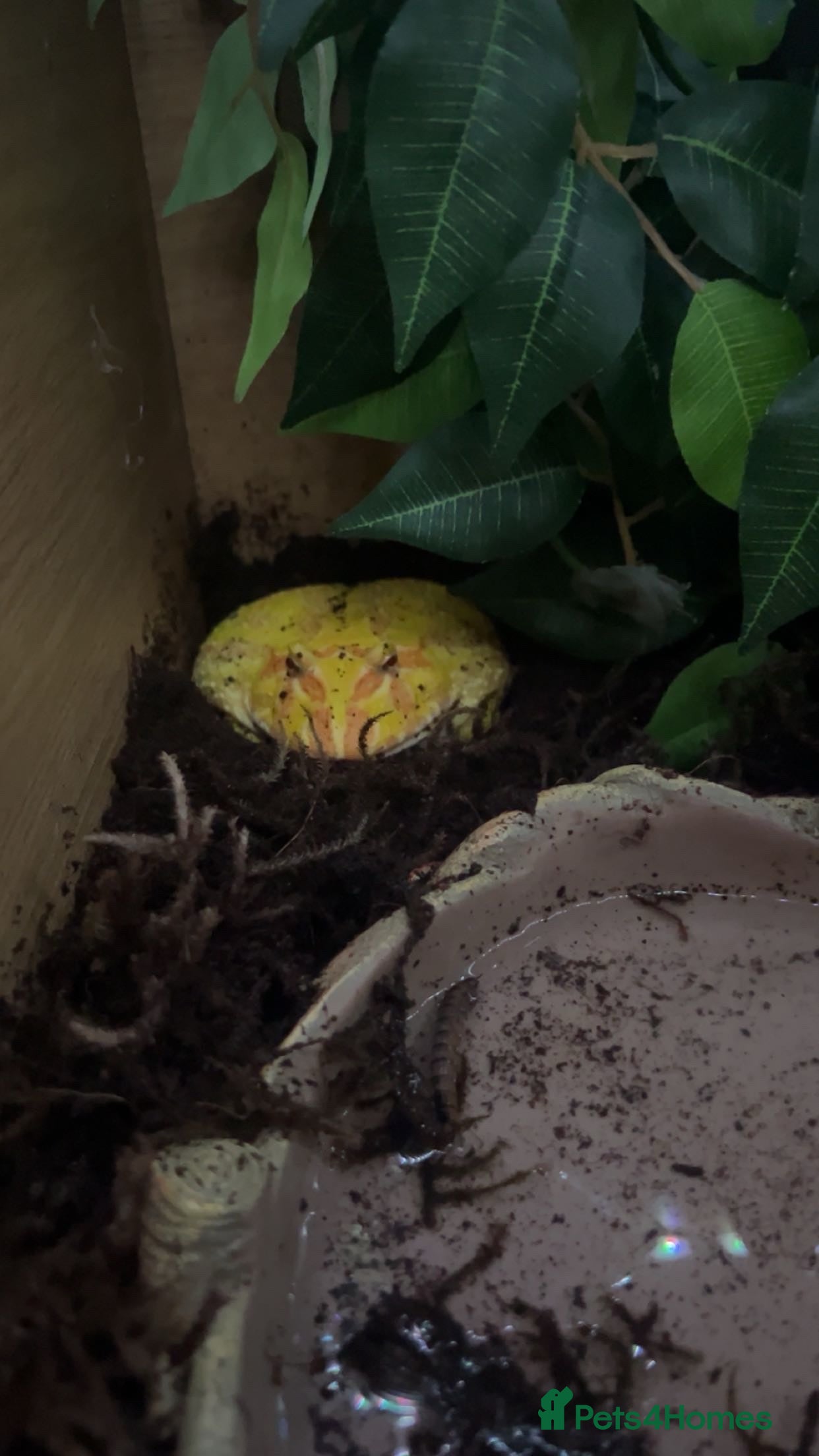 Frog reptiles Pac man frog looking for a new home - Advert 12