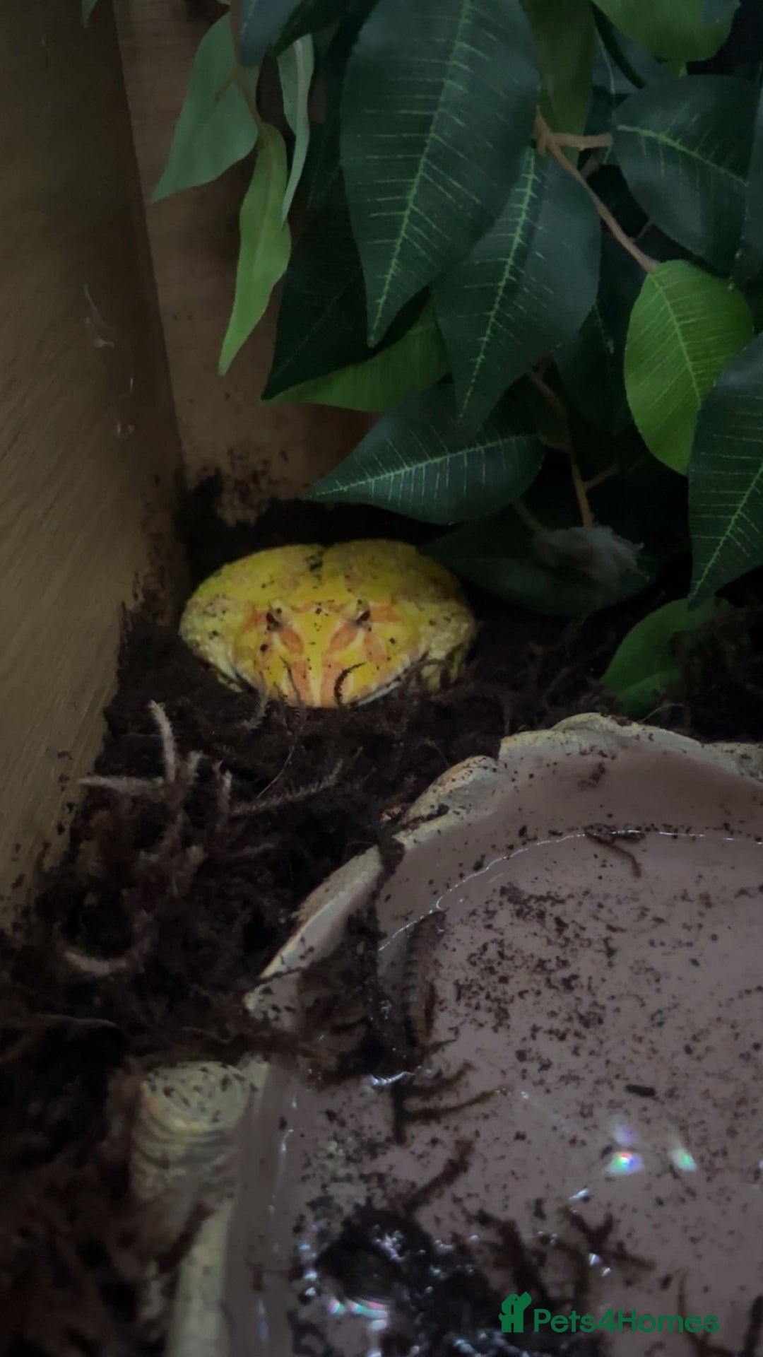 Frog reptiles for sale: Pac man frog looking for a new home - Advert 1